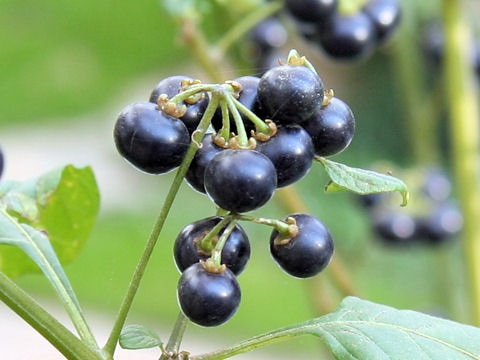 Solanum nigrescens