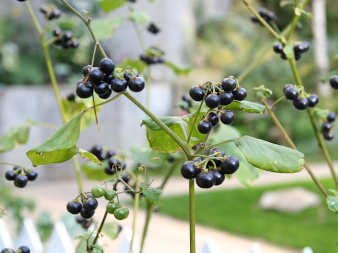 Solanum nigrescens