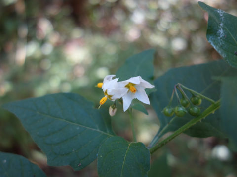 Solanum nigrescens