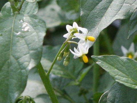 Solanum nigrescens