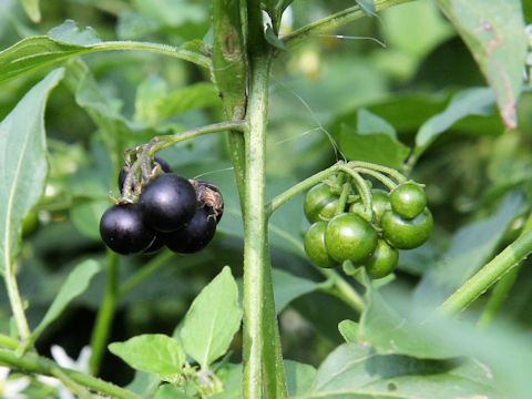 Solanum nigrescens