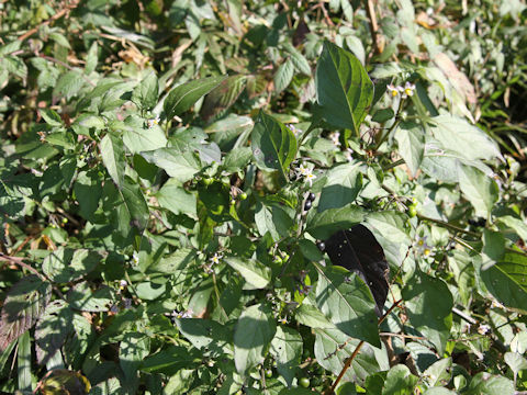 Solanum nigrescens