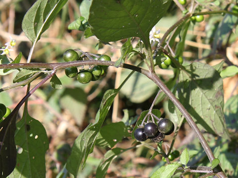 Solanum nigrescens