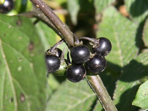 Solanum nigrescens