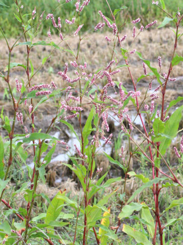 Persicaria lapathifolia