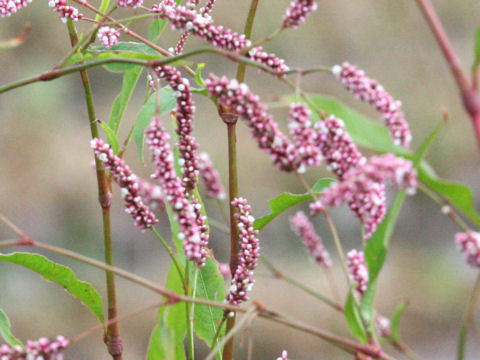 Persicaria lapathifolia