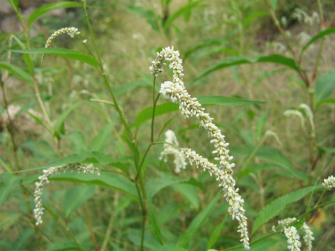 Persicaria lapathifolia