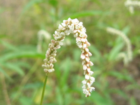 Persicaria lapathifolia