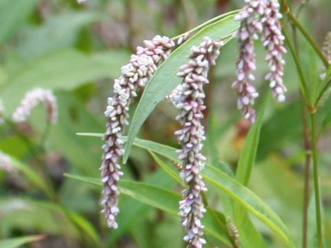 Persicaria lapathifolia