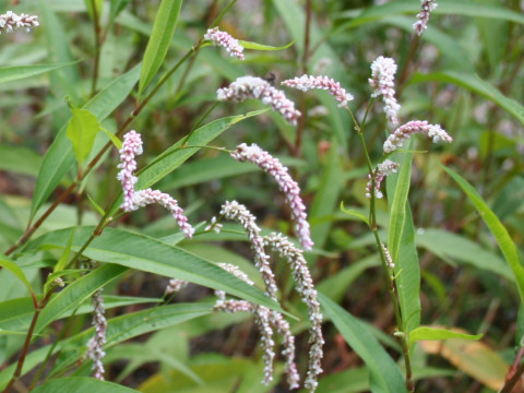 Persicaria lapathifolia