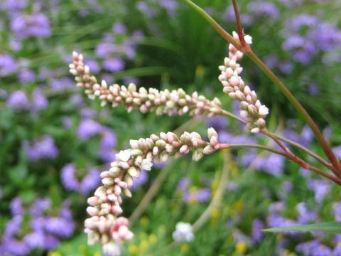 Persicaria lapathifolia