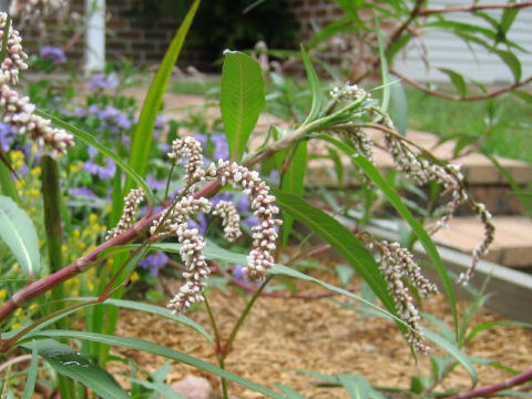 Persicaria lapathifolia