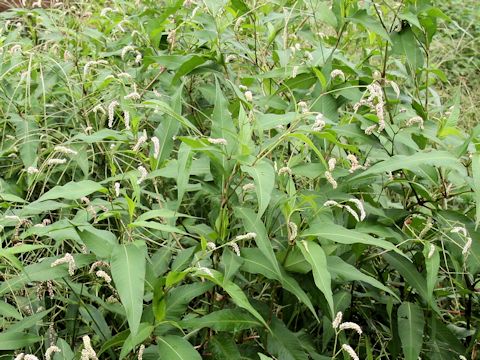 Persicaria lapathifolia