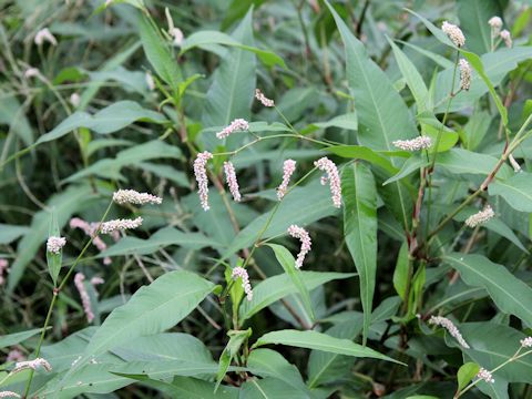 Persicaria lapathifolia