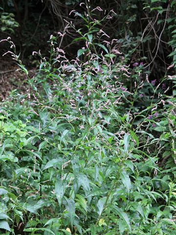 Persicaria lapathifolia