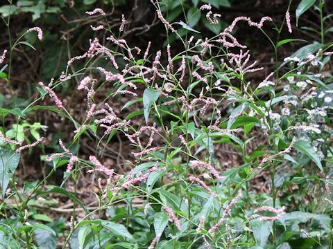 Persicaria lapathifolia