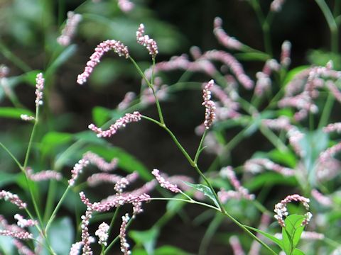 Persicaria lapathifolia