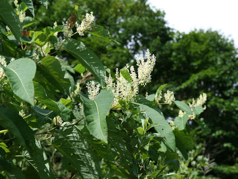 Reynoutria sachalinensis