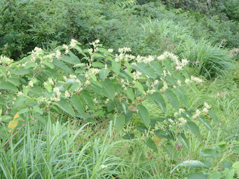 Reynoutria sachalinensis