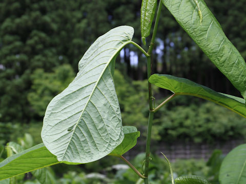 Reynoutria sachalinensis