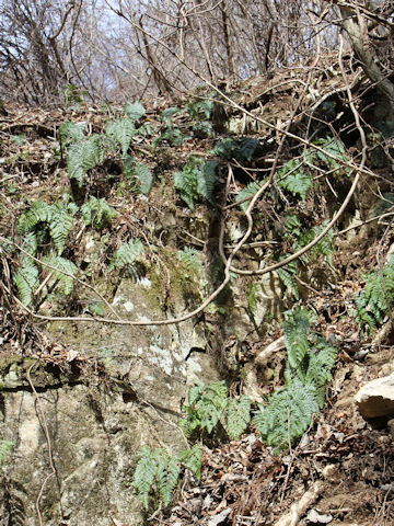 Dryopteris pacifica