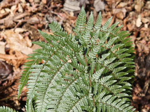 Dryopteris pacifica