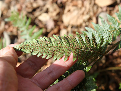 Dryopteris pacifica