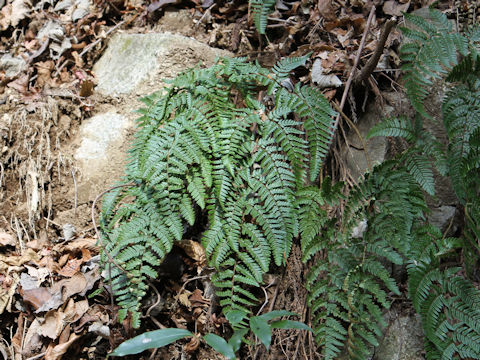 Dryopteris pacifica