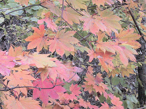 Acer shirasawanum