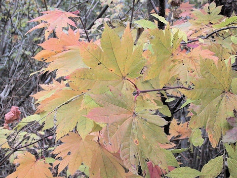 Acer shirasawanum