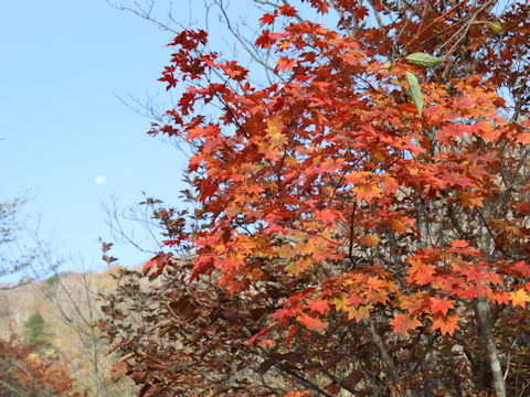 Acer shirasawanum