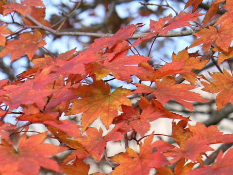 Acer shirasawanum