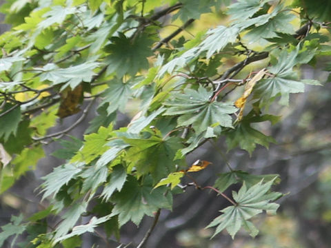 Acer shirasawanum