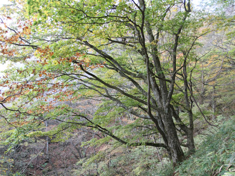 Acer shirasawanum