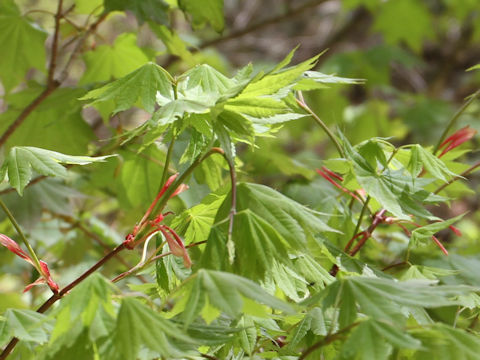 Acer shirasawanum