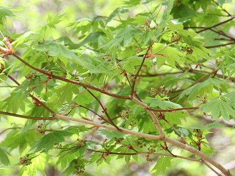 Acer shirasawanum