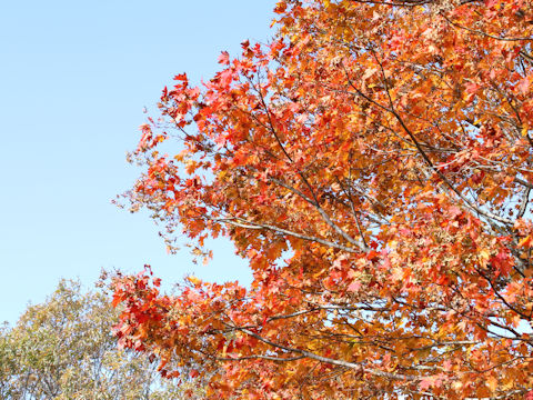 Acer shirasawanum