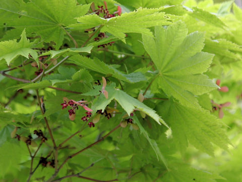 Acer shirasawanum