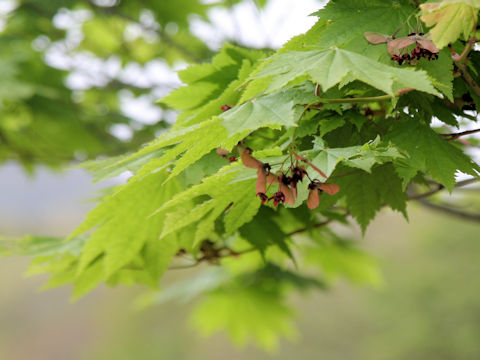 Acer shirasawanum