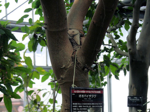 Ficus auriculata