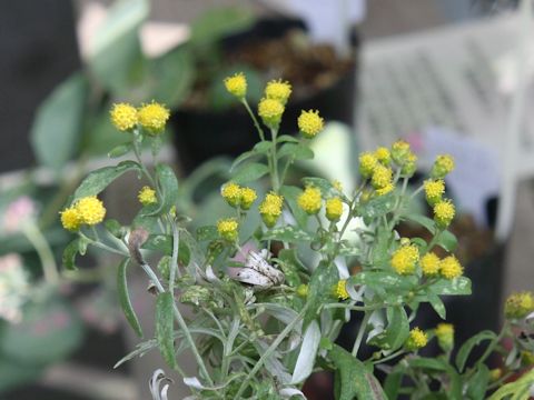 Chrysanthemum pallasianum