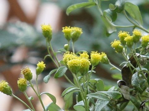 Chrysanthemum pallasianum