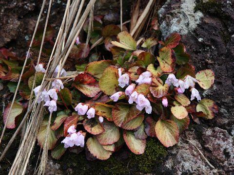 Shortia uniflora var. uniflora