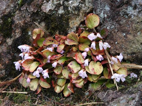 Shortia uniflora var. uniflora