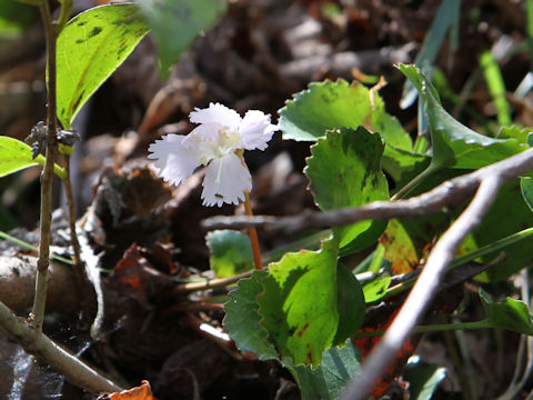 Shortia uniflora var. uniflora