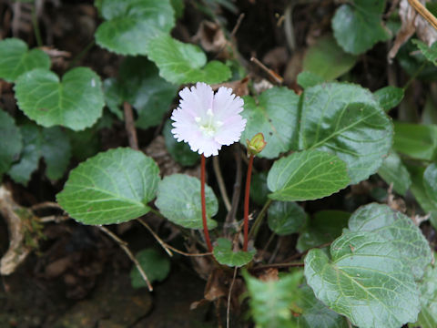 Shortia uniflora var. uniflora