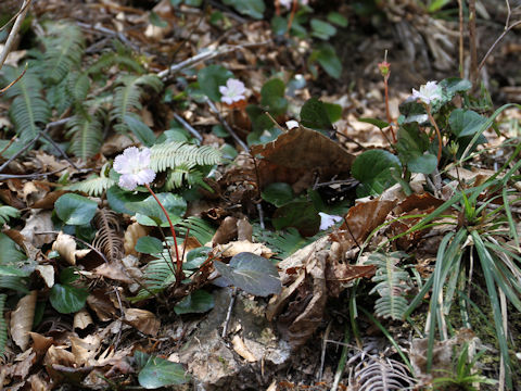 Shortia uniflora var. uniflora