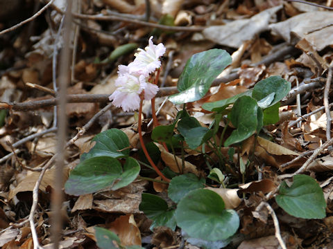 Shortia uniflora var. uniflora