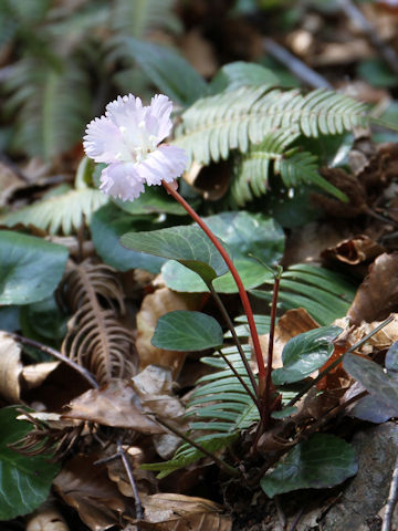 Shortia uniflora var. uniflora