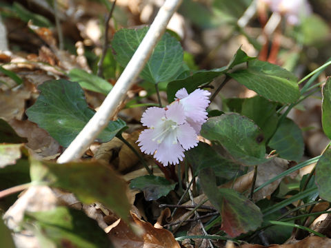 Shortia uniflora var. uniflora